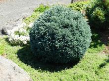 plant habit
