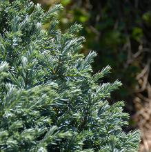 foliage
