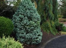 plant habit