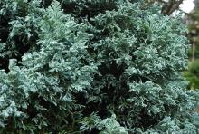 foliage