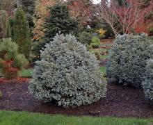 plant habit
