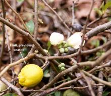 fruit fruit