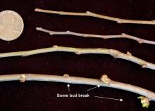 winter twigs, buds winter twigs, buds