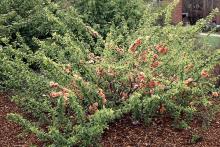 plant habit, late spring plant habit, late spring