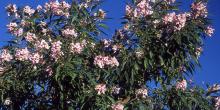 flowering canopy