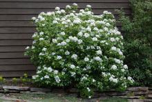 plant habit, flowering