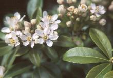 flowers and leaves