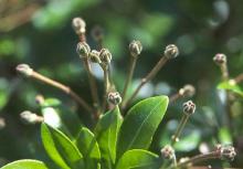 developing fruit