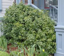 plant habit
