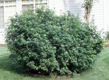 plant habit