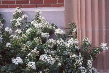 flowering branches