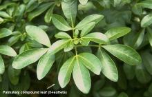 leaves