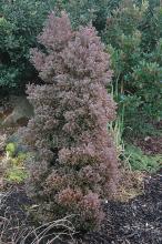 plant habit, winter