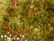 spring leaf senescence