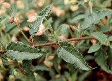 leaves