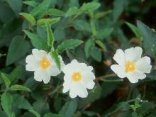 flowers and leaves