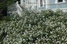 plant habit, flowering