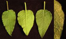 leaves and margin