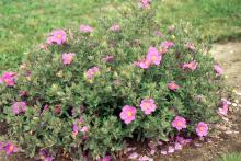 plant habit, flowering