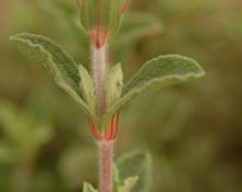 leaves