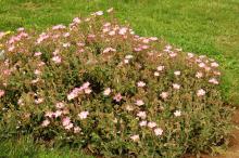 plant habit, flowering