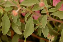 leaves