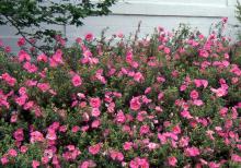 plant habit, flowering plant habit, flowering
