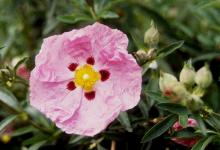flower flower