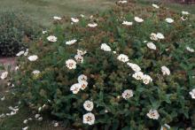 plant habit, flowering