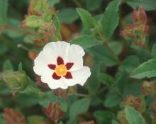 flower and leaves