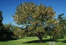 plant habit, fruiting