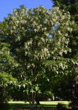 plant habit, spring flowering 
