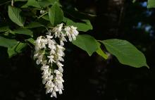flower cluster and leaves