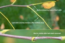 leaf stalk and bud, fall