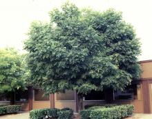 plant habit, summer