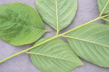 leaflets