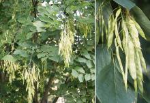 leaves and fruit