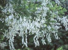 flower clusters
