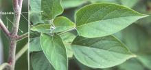 young stem and leaves