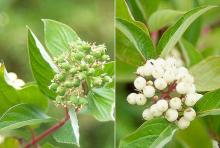 developing and mature fruit clusters