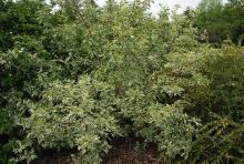 plant habit