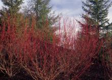 plant habit, winter