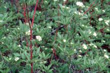 foliage, flower clusters, stems