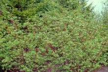 plant habit, flowering