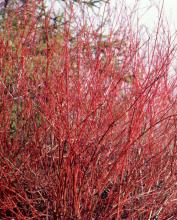 stems, winter