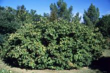 plant habit, fall fruiting (Dyck Arboretum, Hesston, KS)