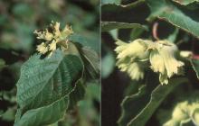 leaves and fruit