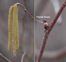male catkins and female flowers
