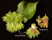 ripening fruit