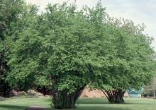 plant habit, spring plant habit, spring